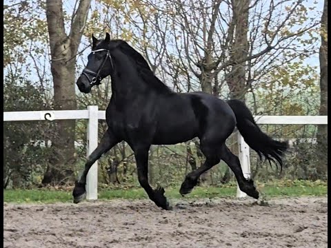 Stal Okkema's Tjibbe - Waander x Gerben - Gelding - 2022 - 1.63m