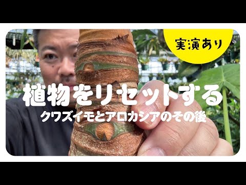 レフコジェン 植物