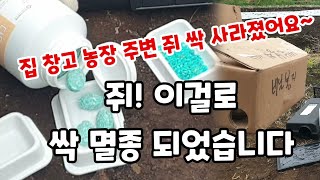 더이상 쥐 잡지 마세요 여기에 이걸 놓으면 그 많던 쥐 싹 사라집니다 #쥐퇴치방법 #쥐트랩
