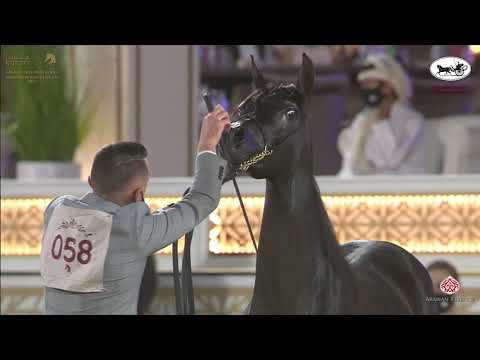 N 58 EGAAB AL HAZM   Katara International Arabian Horse Festival   Yearling Colts Class 4B