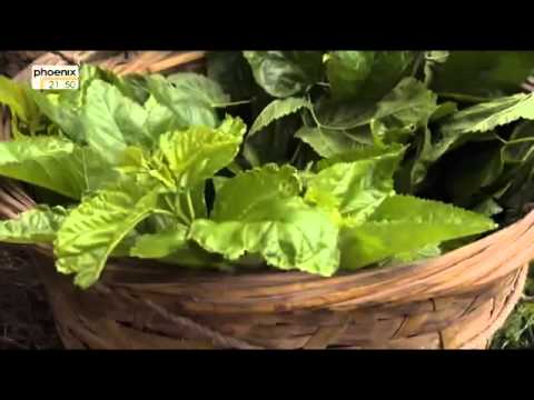 Tiere, die Geschichte schrieben   Die Seidenraupe Doku über die Seidenraupe Teil 1