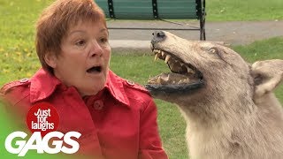 Surprise Dog Statue Video