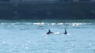 video: Two dolphins spotted in Venice lagoon in 'exceptionally' rare visit