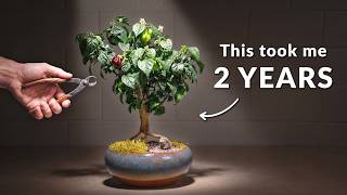 Download lagu I Grew a Bonsai Tree From Seed mp3 Download lagu I Grew a Bonsai Tree From Seed mp3