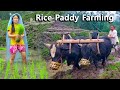 My mother's Paddy Rice Farming in Village || Samita || Kedar @lajimbudha @RURAL NEPAL Quest