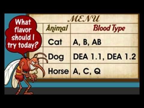 Do Animals Have Blood Types Like Humans We Bet You Didn't Know