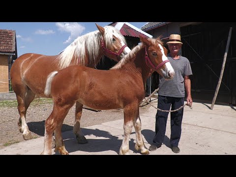 În vizită la Baciu Sufletu de la Micula - Satu Mare 2021