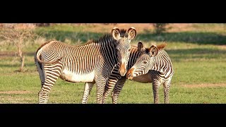 Zebra Research at Mpala