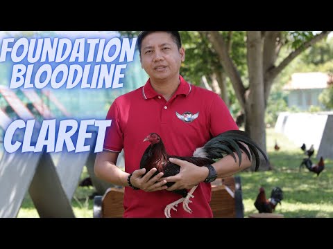 Claret : The 4 Foundation Bloodlines Part 4
