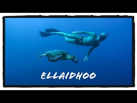Freediving Ellaidhoo, Ellaidhoo,Ari-Atoll,Malediven