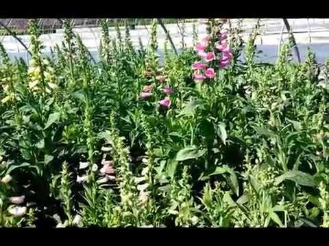 download lagu mp3 mp4 Foxy Foxglove Perennial, download lagu Foxy Foxglove Perennial gratis, unduh video klip Foxy Foxglove Perennial