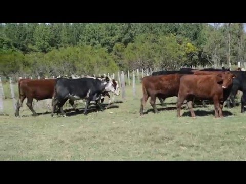 2016-03-22 novillos venta toma 1