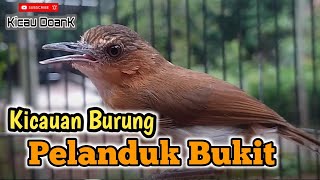 Download lagu Kicauan Burung Pelanduk Bukit Gacor mp3 Download lagu Kicauan Burung Pelanduk Bukit Gacor mp3