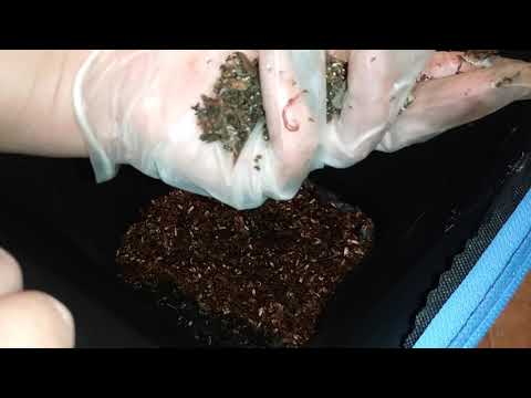 Swamp Worms fed Avocado, Beans, Pumpkin - VermiBag Minimist -vermicompost compost & bait worms- Ep 2