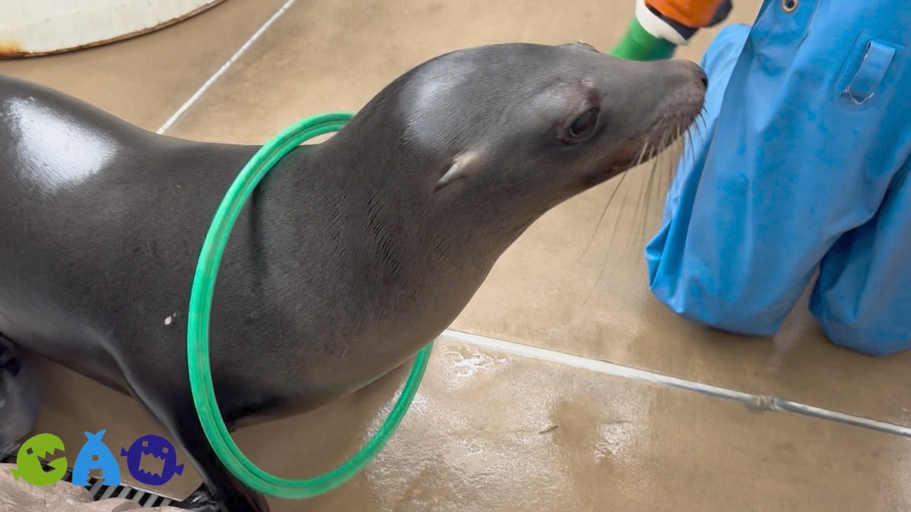 リオン、輪っかキャッチへの挑戦【カリフォルニアアシカ】