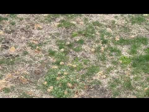 A Community of Digger Bees in the Backyard in Spring Lake, NJ
