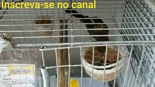 Como evitar que fêmeas debiquem os filhotes.