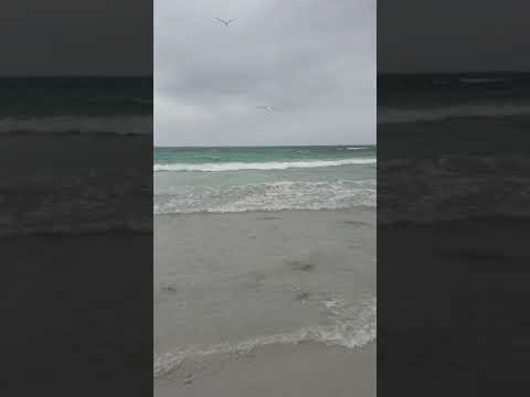 'Feeding Frenzy' in the Shallows at Western Australia Beach