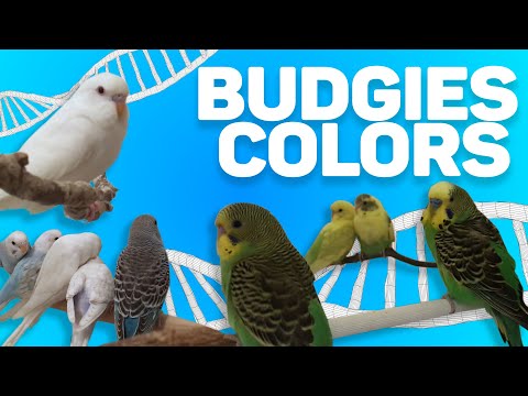 download lagu mp3 mp4 Budgie Genetics, download lagu Budgie Genetics gratis, unduh video klip Budgie Genetics