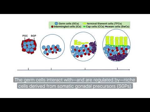Fruit fly ovaries help researchers study stem cell niches