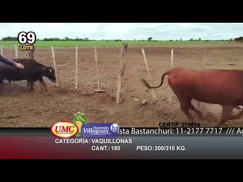 Lote 180 Vaquillonas en Ceres, Santa Fe