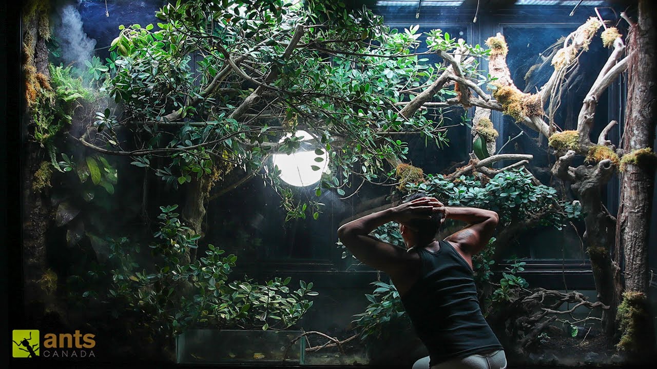 How I Stopped an ANT WAR in My Giant Rainforest Vivarium
