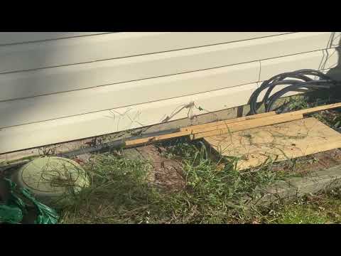 Under the Siding of Home Are Yellow Jackets...