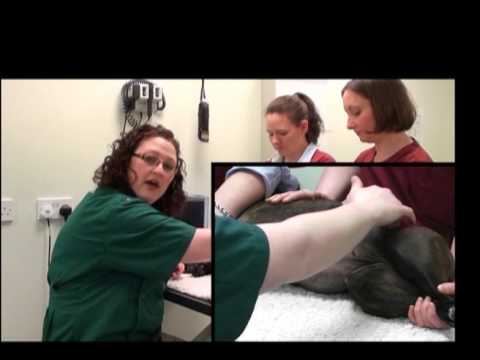 Small animal abdominal ultrasound video 3 HD - Patient preparation for an abdominal ultrasound exam