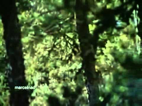 นกอินทรี