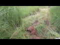 The Final Moment Of Machli Most Photographed Tigress In The World