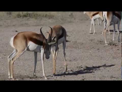Springboks play-fighting at Nxai Pan Nat'l Park, Botswana