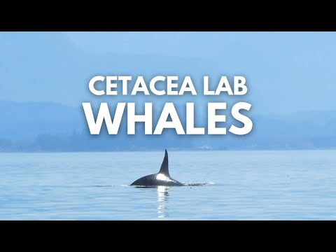 Cetacea Lab Whales