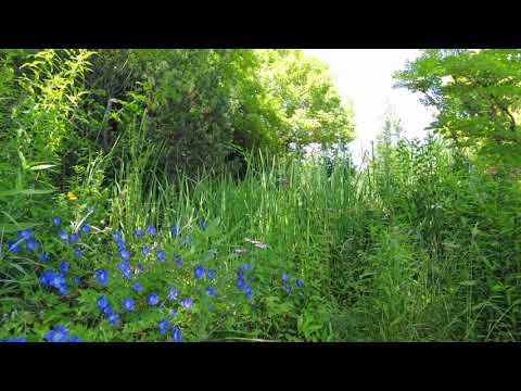 10 hours of Relaxing Spring Ambiance, Birds, Bees and Leaves