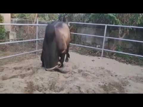 এক্সক্লুসিভ কালেকশন ২০২০ - RM Ranch