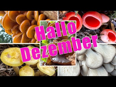 Hallo Dezember! Pilze sammeln im tiefsten Winter | Winterpilze im Dezember | Speise- & Vitalpilze