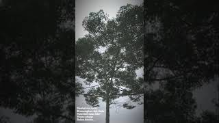 Download lagu Doa untuk ibu UNGU ( story WA WhatsApp ) #sadstory mp3