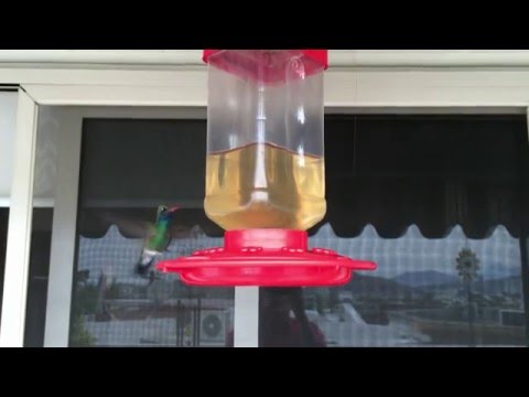 Broad-billed Hummingbird. Monterrey, México.