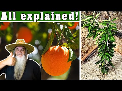 Planting an Orange Tree for beginners. Works for all Citrus too.