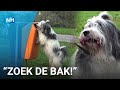 Knap kunstje: hond Dudeck ruimt zwerfafval op