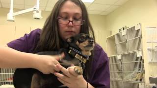 preview picture of video 'Welcome to Lookout Mountain Veterinary Clinic'