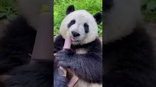 Download lagu tiktok panda eating videos #shorts #tiktok #😋#viral #trending #youtubeshorts #shorts #shorts mp3 Download lagu tiktok panda eating videos #shorts #tiktok #😋#viral #trending #youtubeshorts #shorts #shorts mp3