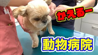犬 バリカン 負け Watch Hd Mp4 Videos Download Free 犬 バリカン 負け Watch Hd Mp4 Videos Download Free