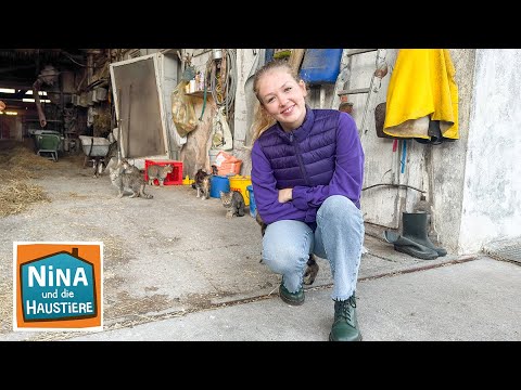 Hilfe für Streunerkatzen | Information für Kinder | Nina und die Haustiere | BR