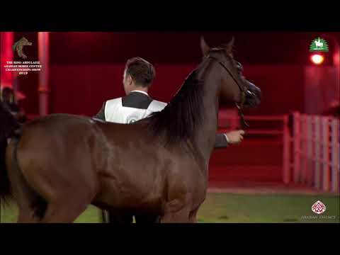 N 248 SADEH AL KHALEDIAH   KAAHC 2019   Yearling Colts Class 7B