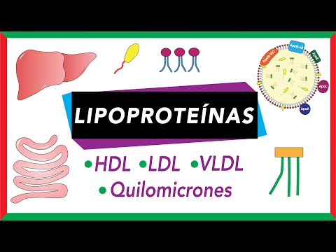 Lipoproteins: Chylomicrons, VLDL, LDL and HDL [Lipid transport]