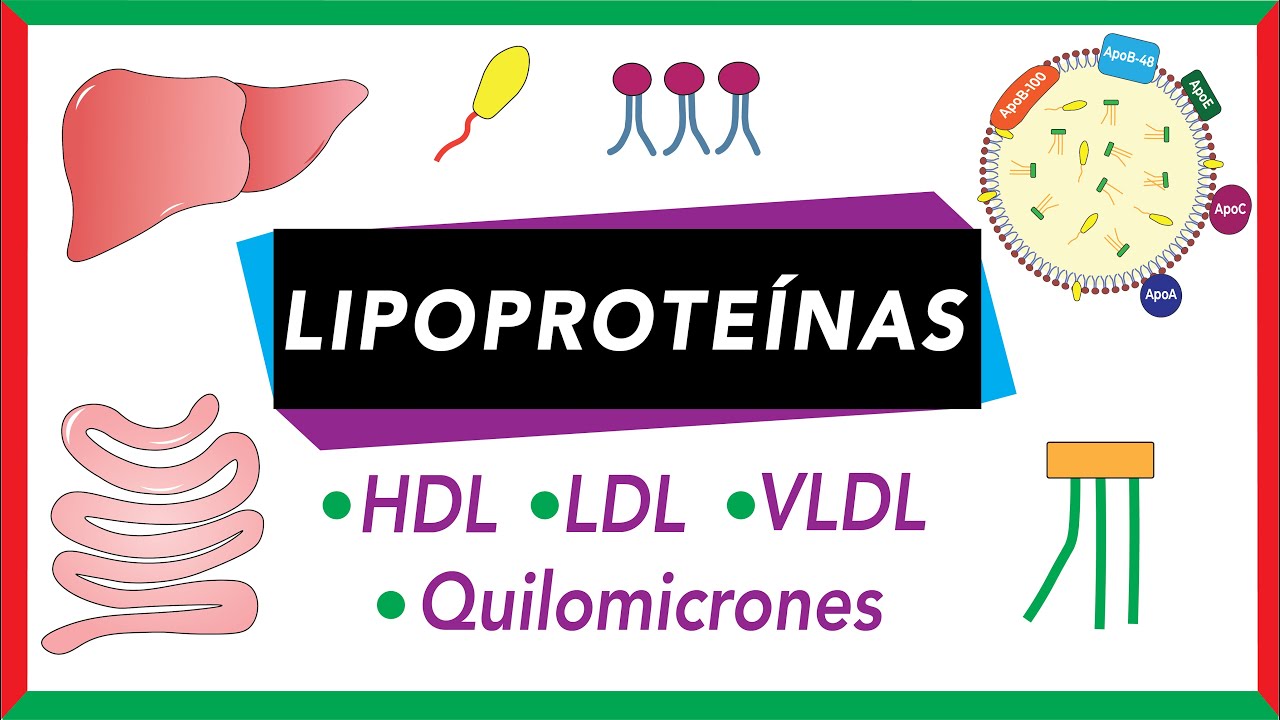 Lipoproteínas: Quilomicrones, VLDL, LDL y HDL [Transporte de lípidos]