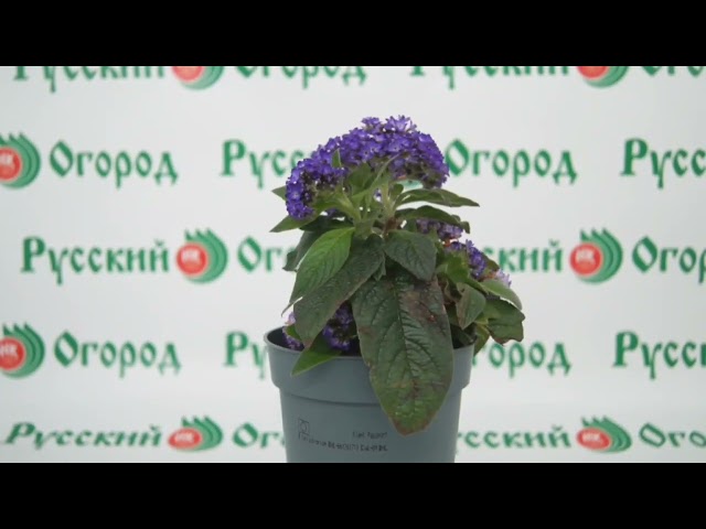 Стандарт поставки видео №1 Гелиотроп