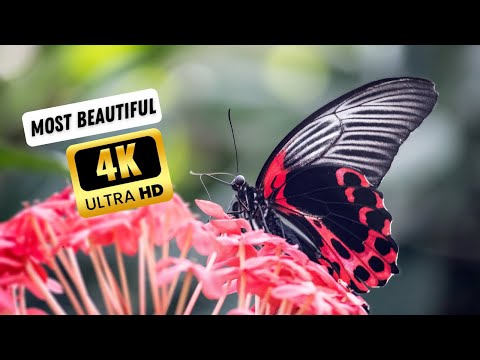 Largest FLOWERS Collection in the World 4K ULTRA HD #4k