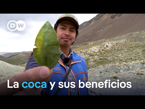 Coca: una planta estigmatizada con gran potencial