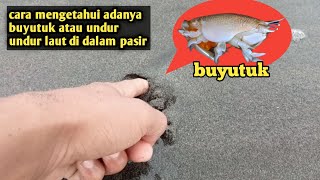 Download lagu cara mencari buyutuk atau undur undur laut di pasir pantai mp3